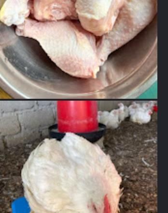 A broiler chicken being weighed on a digital scale