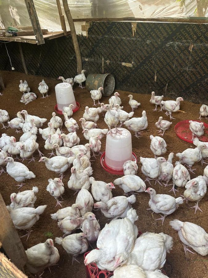 Broilers and chicks feeding in the growing pen