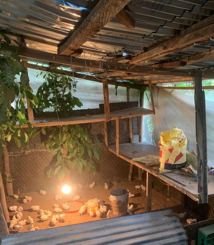 Brooder house lit at night with young chicks