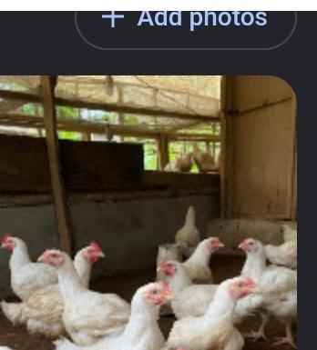 Mature broiler chickens in the pen at Right Brodas Agro Venture